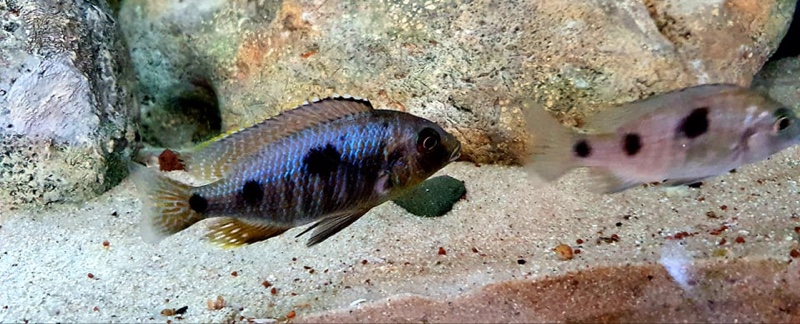 Otopharynx sp. 'auromarginatus goldhead' Nkolongwe